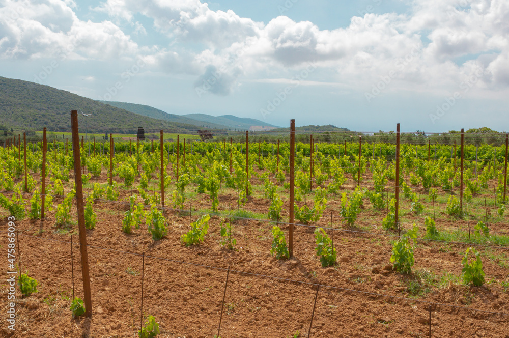 Newly planted vineyard in the red soil with the background of the hills. Organic cultivation.