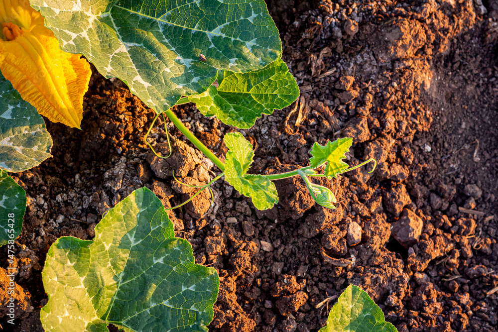 Focus on the young shoots of the pumpkin leaves. Vegetables in the garden with green background in the morning atmosphere Focus on the young shoots of the pumpkin leaves. Vegetables in the garden with green background in the morning atmosphere