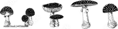 Set of amanita mushrooms drawn in vector in black and white.  For poster, stickers, sketchbook cover, print, your design.