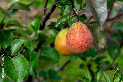 Ripe pears on a branch against a background of green foliage