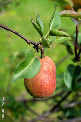 Ripe pears on a branch against a background of green foliage