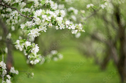 Branch of apple tree blooming with white flowers