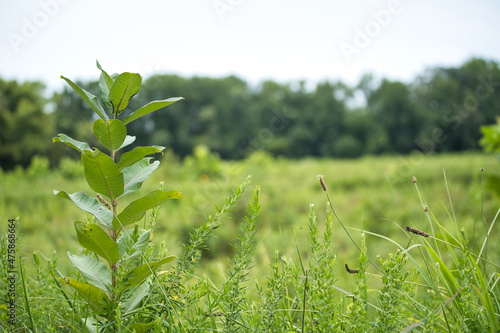 Milkweed (Asclepias) Leaves with other plants in the background and open space shot horizontally 