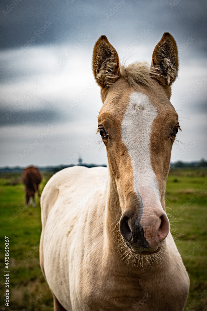 Obraz premium Hinterm Deich