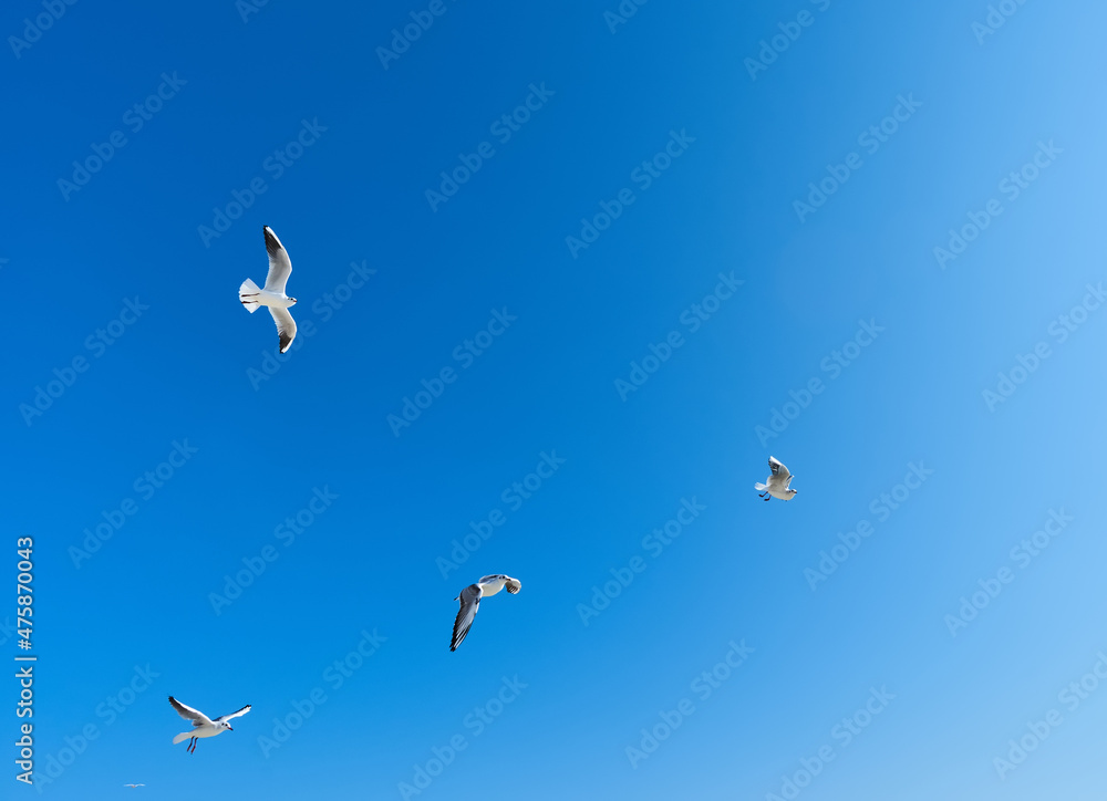Flock of birds in sky Flock of birds in sky