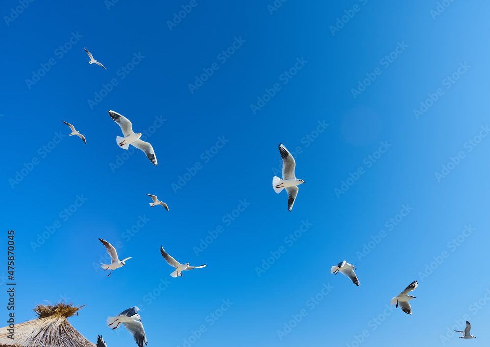 Obraz premium Flock of birds in sky