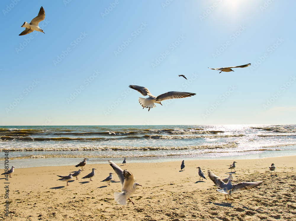 A flock of seagulls are flying in the air on the beach. Seagulls on the background of the beach on a sunny day.