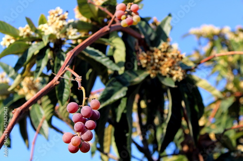 Ripe grapes on a flowering medlar.
