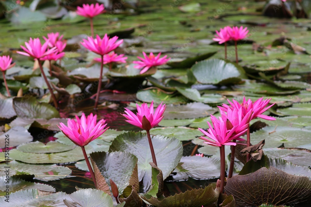 Indian red water lily (Nymphaea pubescens) - Sri Lanka, Asia Indian red water lily (Nymphaea pubescens) - Sri Lanka, Asia