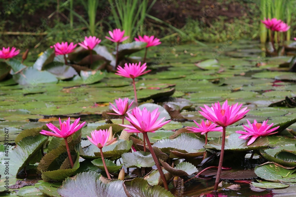 Indian red water lily (Nymphaea pubescens) - Sri Lanka, Asia Indian red water lily (Nymphaea pubescens) - Sri Lanka, Asia
