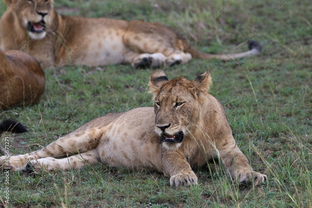 Lion family in Queen Elizabeth National Park - Uganda, Africa Lion family in Queen Elizabeth National Park - Uganda, Africa
