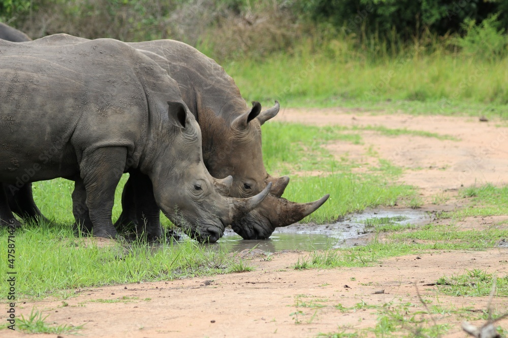 Fototapeta premium southern white rhinoceros (Ceratotherium simum simum) - Ziwa Rhino Sanctuary, Uganda, Africa