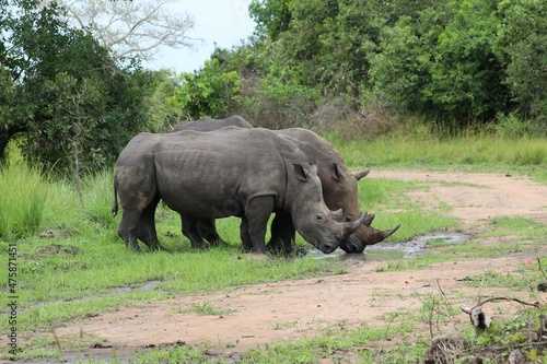 southern white rhinoceros  Ceratotherium simum simum  - Ziwa Rhino Sanctuary  Uganda  Africa