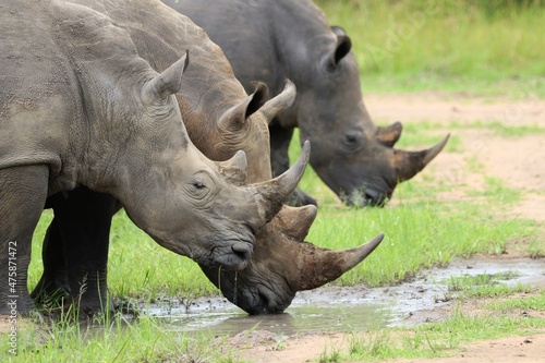southern white rhinoceros  Ceratotherium simum simum  - Ziwa Rhino Sanctuary  Uganda  Africa