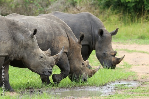 southern white rhinoceros (Ceratotherium simum simum) - Ziwa Rhino Sanctuary, Uganda, Africa photo