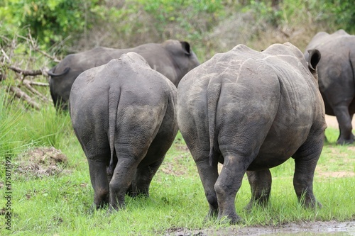 southern white rhinoceros (Ceratotherium simum simum) - Ziwa Rhino Sanctuary, Uganda, Africa