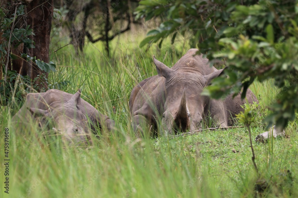 Fototapeta premium southern white rhinoceros (Ceratotherium simum simum) - Ziwa Rhino Sanctuary, Uganda, Africa