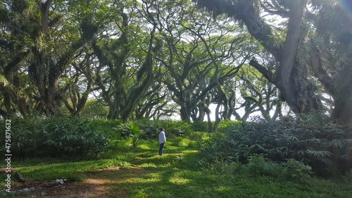 Jawatan Benculuk in Banyuwangi, East Java, Indonesia is a forest area that looks exactly like fantasy forest in fairy tales. Here, the tree can grow bigger and taller than 10 meters. photo