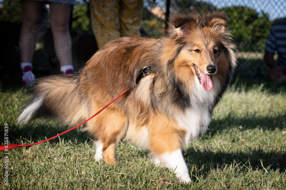 Happy and cute Shetland Sheepdog at the Dog Park. Sheltie wearing a harness. Purebred Pedigree Breed.