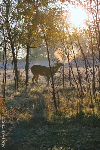 deer in the forest © Lina