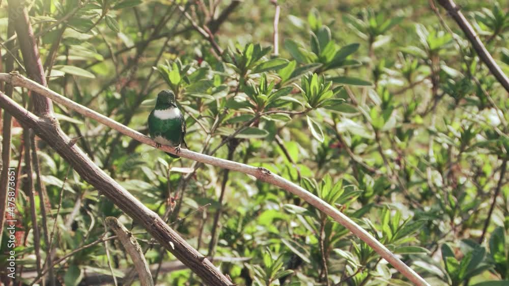 White-throated Hummingbird Resting on a Branch with Natural Background - Close Up - 4K White-throated Hummingbird Resting on a Branch with Natural Background - Close Up - 4K