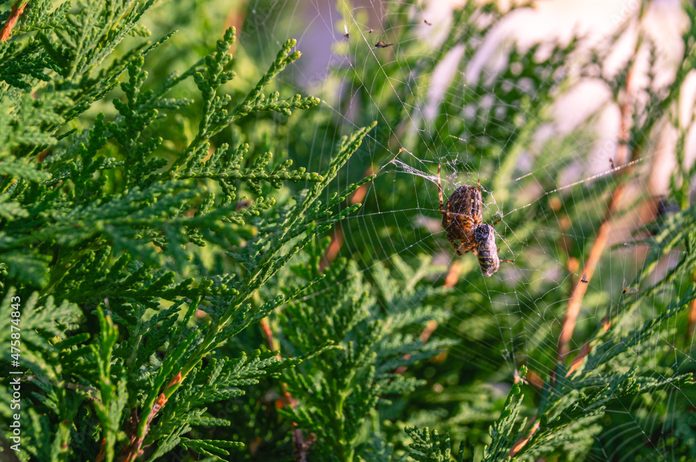 A large spider in a web hunts on the branches of a cypress tree. A large dark spider with prey. Cobwebs on the foliage of a bush. A large spider in a web hunts on the branches of a cypress tree. A large dark spider with prey. Cobwebs on the foliage of a bush.