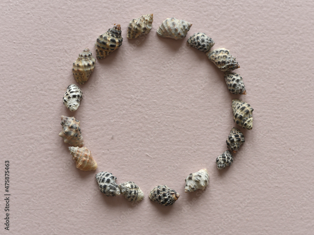 Many beautiful sea shells on white background, top view, pastel background, sea theme Many beautiful sea shells on white background, top view, pastel background, sea theme