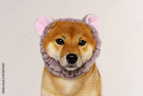 Pet lover concept. Japanese dog on light background with headband in form cat ears. Shiba inu is a japanese dog known all over the world.