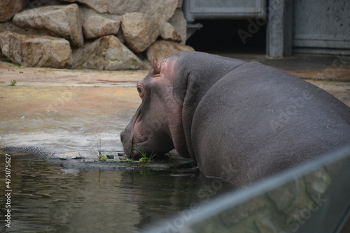 funny hippopotamus in a water