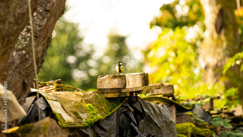 Valokuva Tiny little lonely tomtit bird sitting on a wooden piece in the forest in the daytime