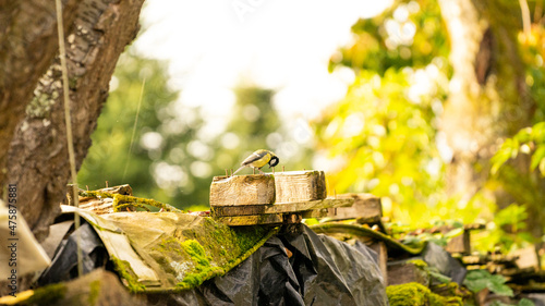 Εκτύπωση καμβά Tiny little lonely tomtit bird sitting on a wooden piece in the forest in the daytime