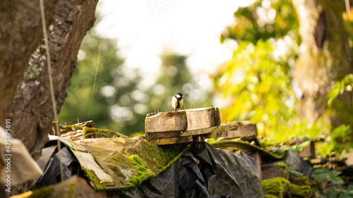 Valokuva Tiny little lonely tomtit bird sitting on a wooden piece in the forest in the daytime