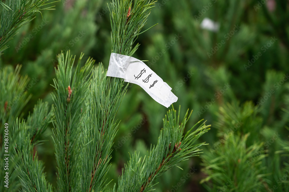 Street market of festive Christmas trees. Pines and fir for the new year in December.