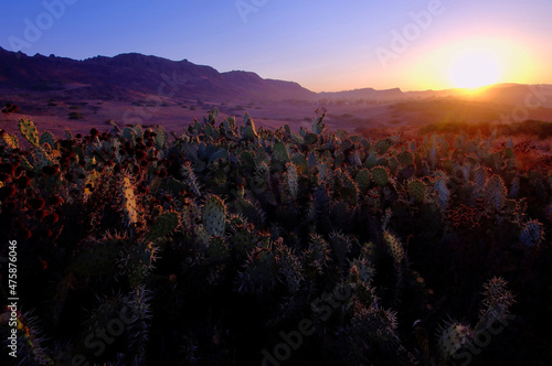 Sunrise over prickly pear cactus.