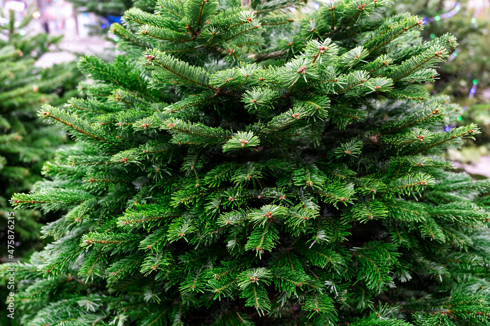 Street market of festive Christmas trees. Pines and fir for the new year in December.