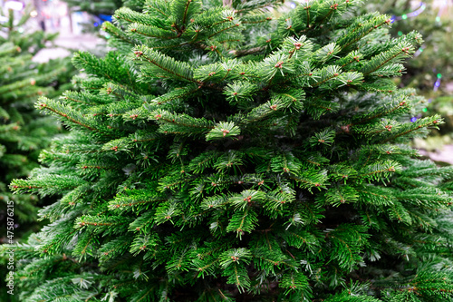 Obraz na płótnie Street market of festive Christmas trees. Pines and fir for the new year in December. w salonie