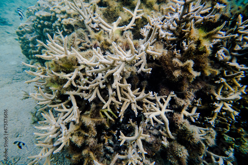 Fototapeta Naklejka Na Ścianę i Meble -  coral life fish 