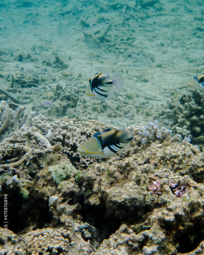 Fototapeta premium coral life fish 