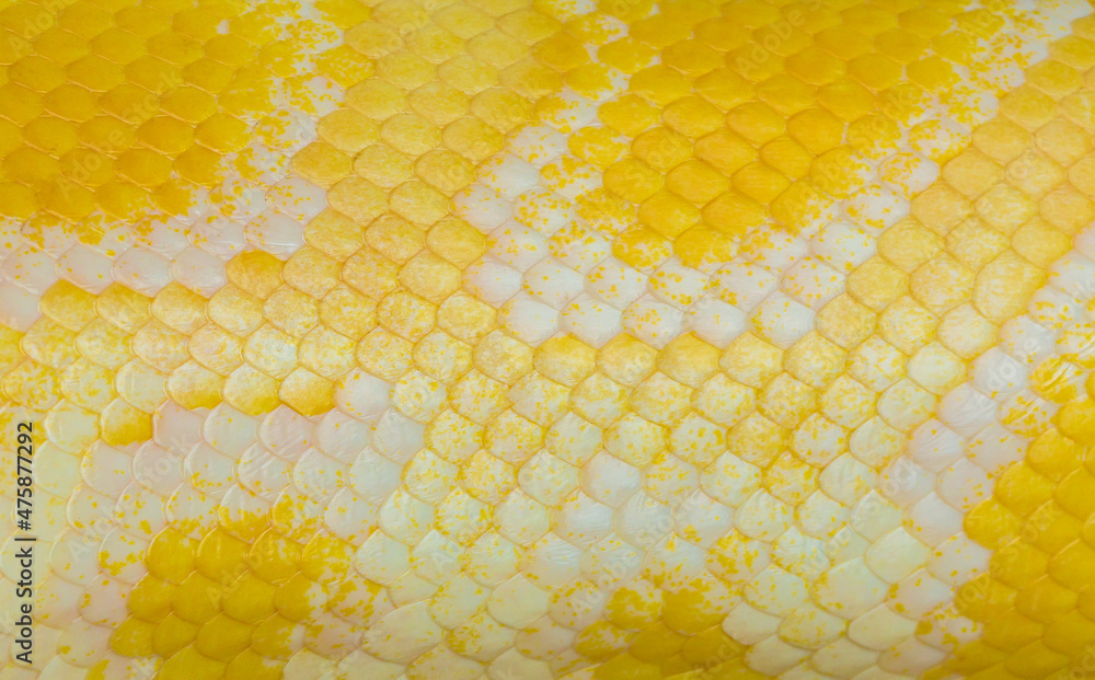 golden python scale texture,close up view of golden python (Python ...