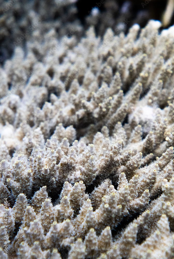 coral life fish coral life fish