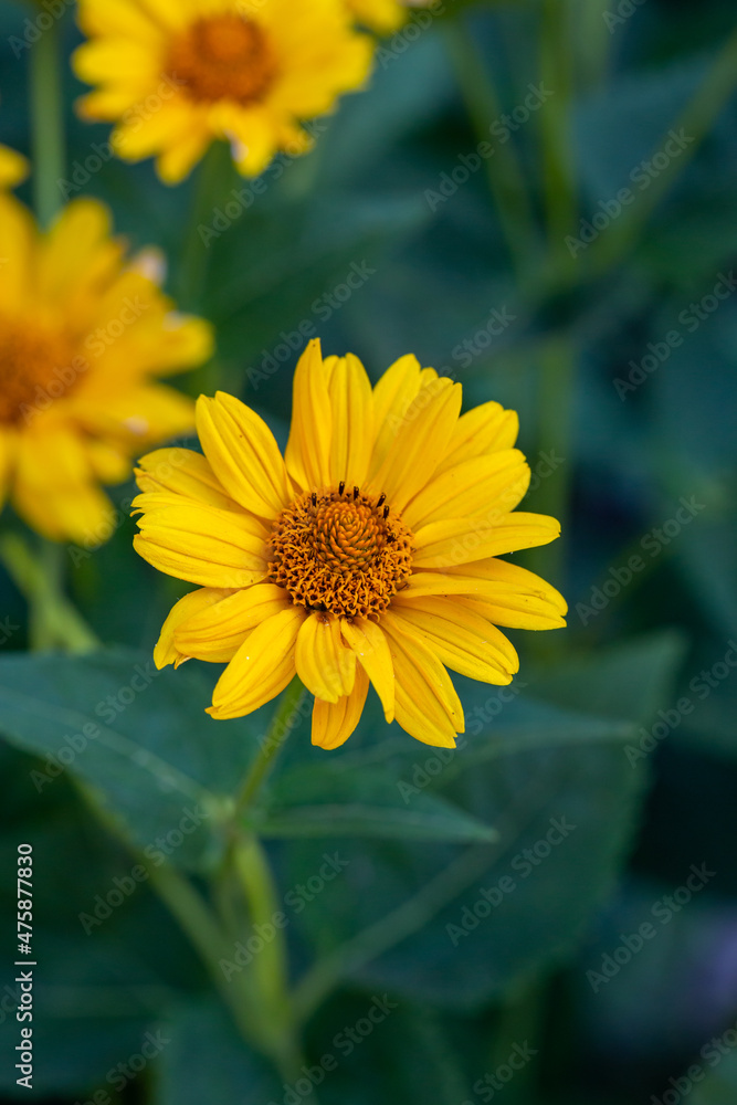 Blooming false sunflower on a green background on a summer sunny day macro photography. Garden rough oxeye flower with yellow petals in summertime, close-up photo. Yellow daisy floral background. Blooming false sunflower on a green background on a summer sunny day macro photography. Garden rough oxeye flower with yellow petals in summertime, close-up photo. Yellow daisy floral background.