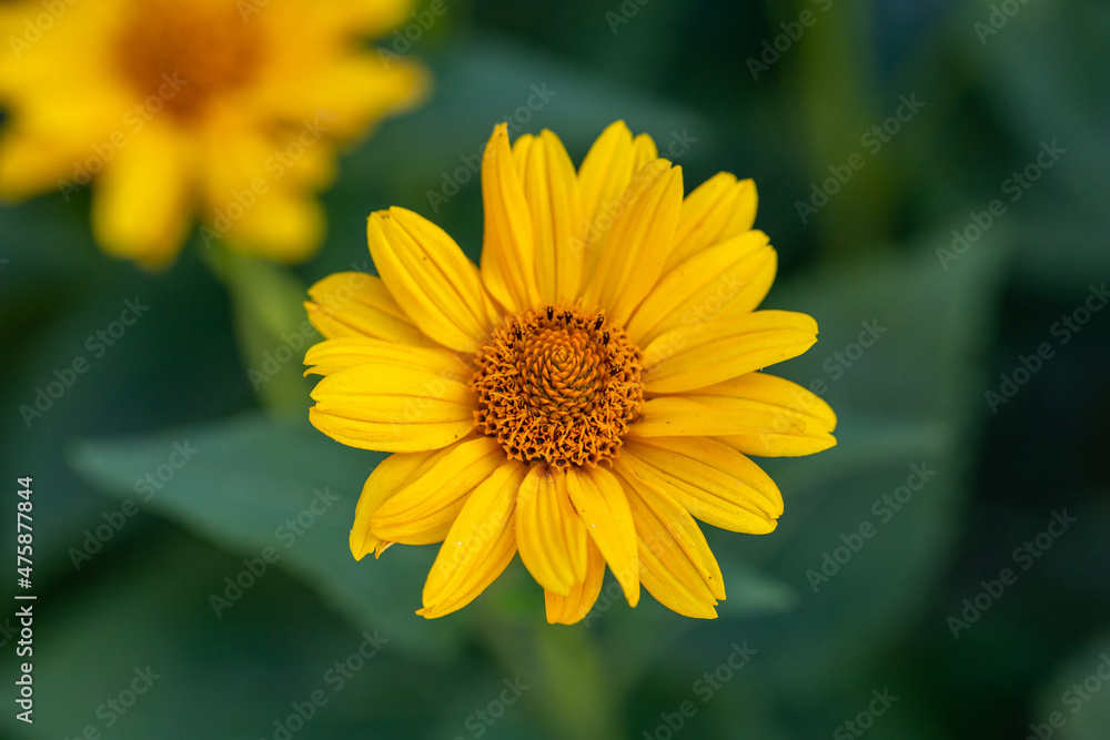 Fototapeta premium Blooming false sunflower on a green background on a summer sunny day macro photography. Garden rough oxeye flower with yellow petals in summertime, close-up photo. Yellow daisy floral background.
