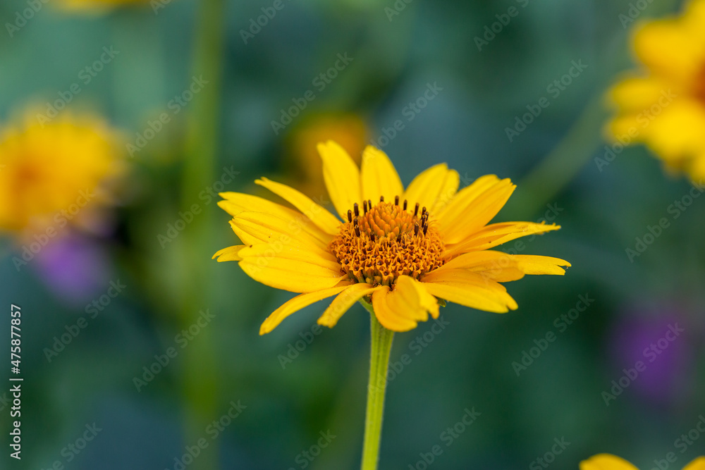 Blooming false sunflower on a green background on a summer sunny day macro photography. Garden rough oxeye flower with yellow petals in summertime, close-up photo. Yellow daisy floral background.