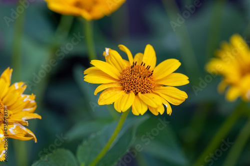 Blooming false sunflower on a green background on a summer sunny day macro photography. Garden rough oxeye flower with yellow petals in summertime, close-up photo. Yellow daisy floral background.