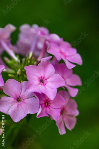 Pink blossom garden phlox macro photography on a summer sunny day. Purple little flowers close-up photo in the summer garden. A flowering plant with pink petals floral background.