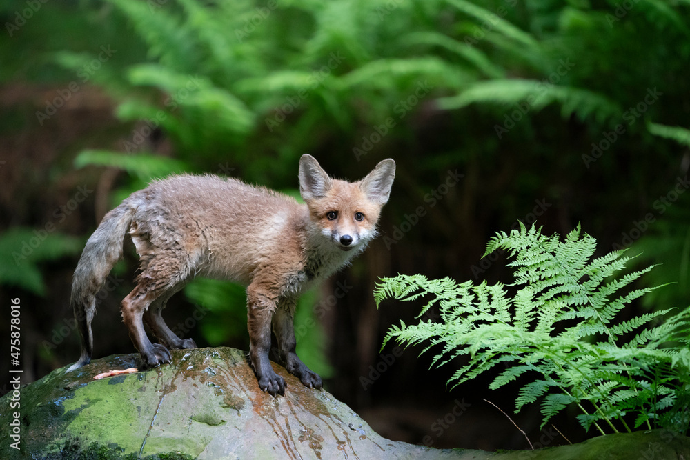 wild fox in nature after rain wild fox in nature after rain