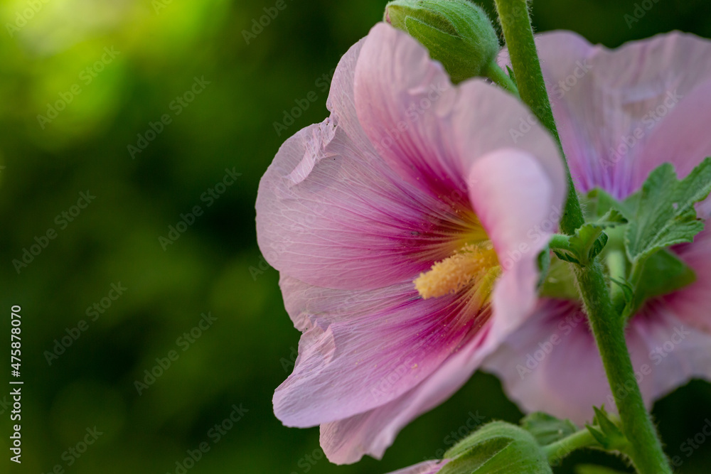 Purple mallow flower on a green background on a sunny summer day macro photography. Blooming garden malva flower with pink petals closeup photo in summer. Purple mallow flower on a green background on a sunny summer day macro photography. Blooming garden malva flower with pink petals closeup photo in summer.