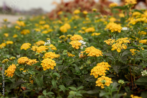 beautiful Close up Bush of Lantana flower ( big-sage, wild-sage, red-sage, white-sage, Lantana camara L, Texas Lantana) family Verbenaceae Beautiful small flower and green leaves.