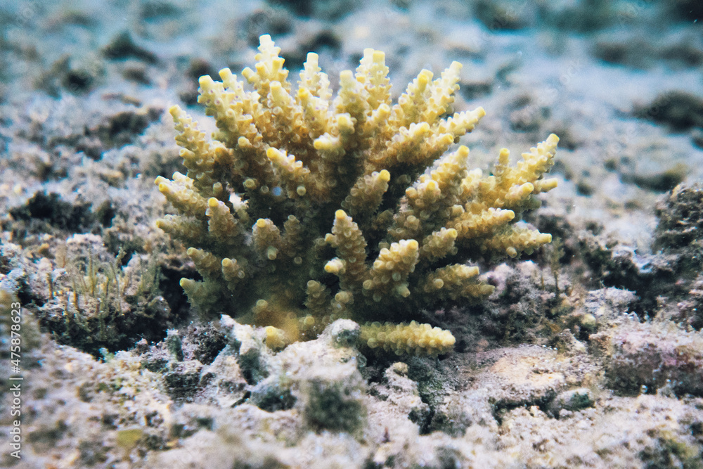 coral life fish 