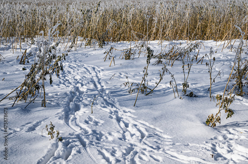 Wallpaper Mural Winterlandschaft - Schneebedeckte Wege, Landschaften und Felder Torontodigital.ca